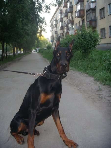 Живность из сети