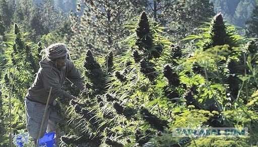 Может все таки легалайз? Война гораздо хуже!