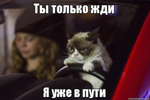 Передержка котят на колесах