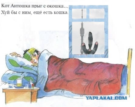 Кот, Антошка и порошок