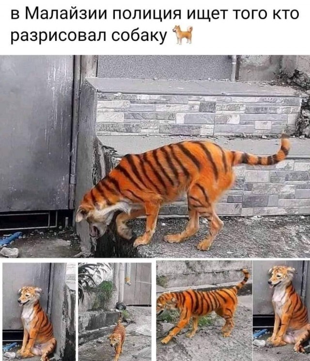Бредзона 11.11.2020