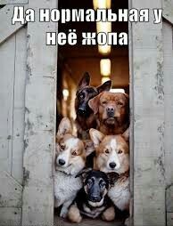 Кот-вратарь