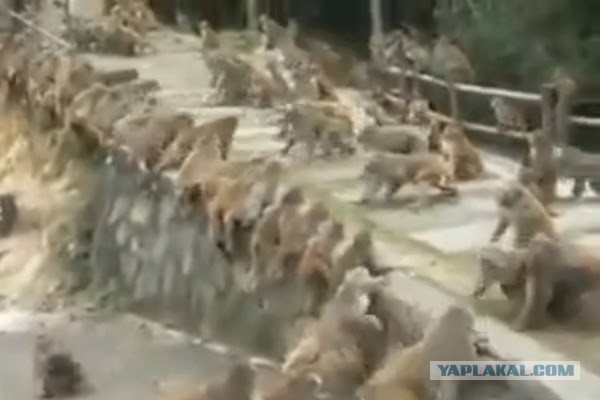 Кабардинцы и чеченцы схлестнулись в неравном бою в Нальчике
