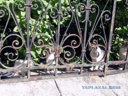 Грустный обиженный котёнок