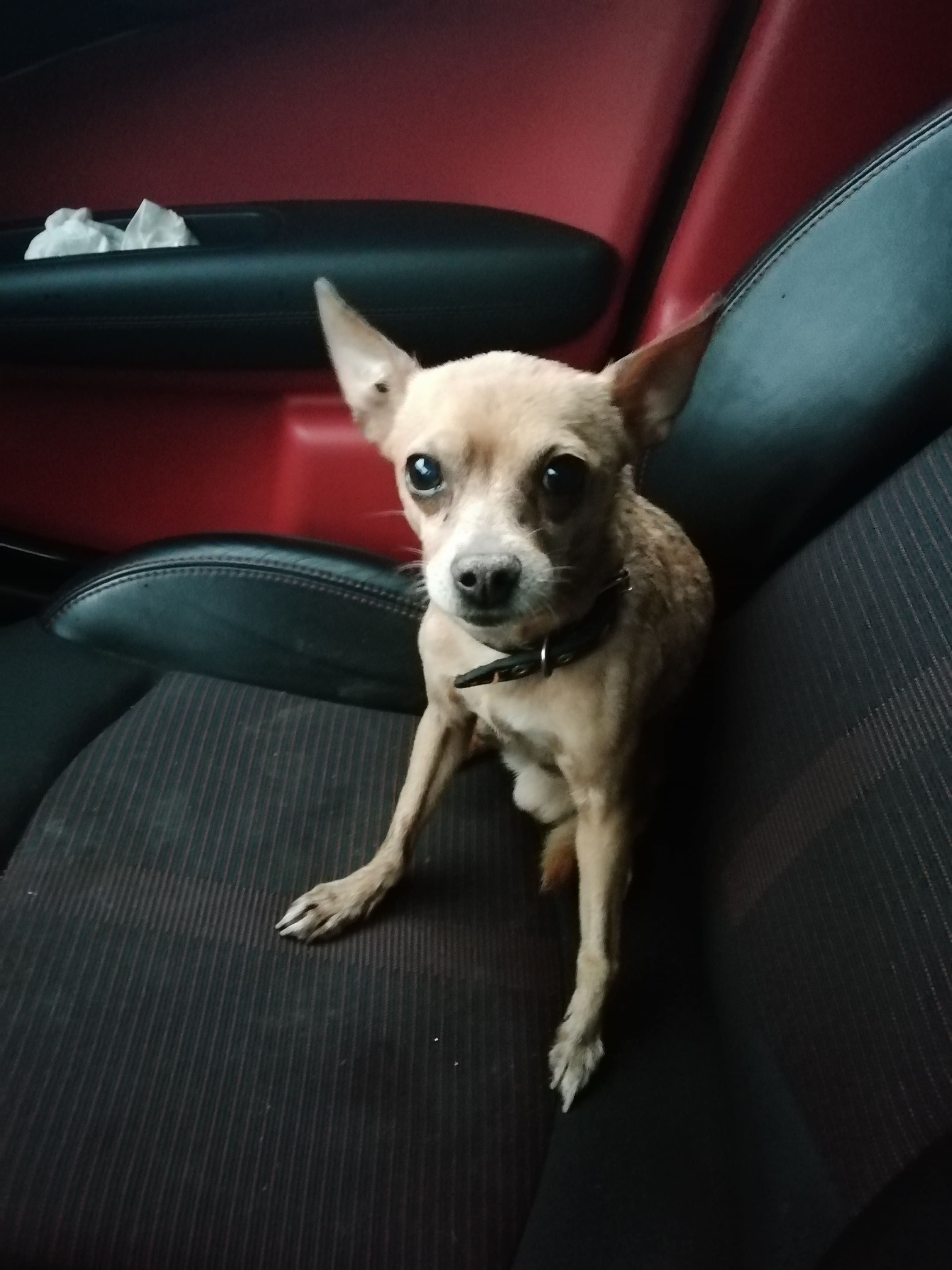 2022. Собака солнечногорск. Собака солнечногорск. Найдена собака в солнечногорске. Собака солнечногорск.