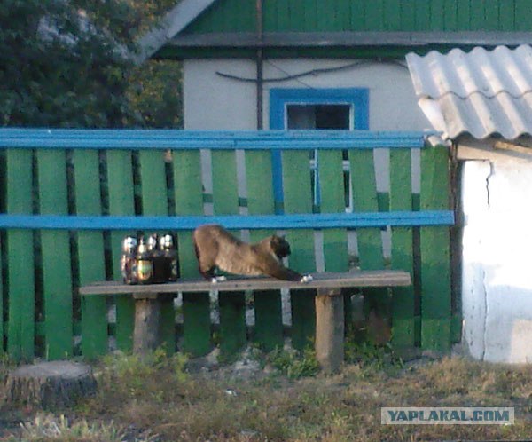 Прибор-релаксатор домашний, урчащий