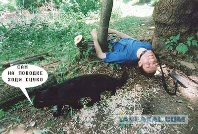 Злые котики - к последнему летнему котовторнику