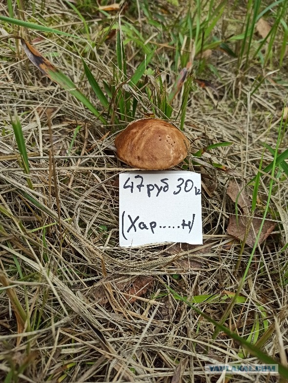 Про свеКРОВЬ