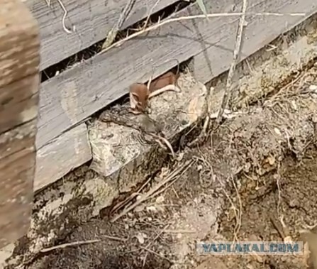 "Ласковый" боец