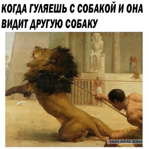Картинки и мемы, это май-чародей всяко разно - 177