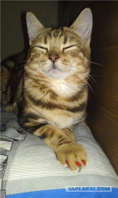 Котовторник 09.04.2013