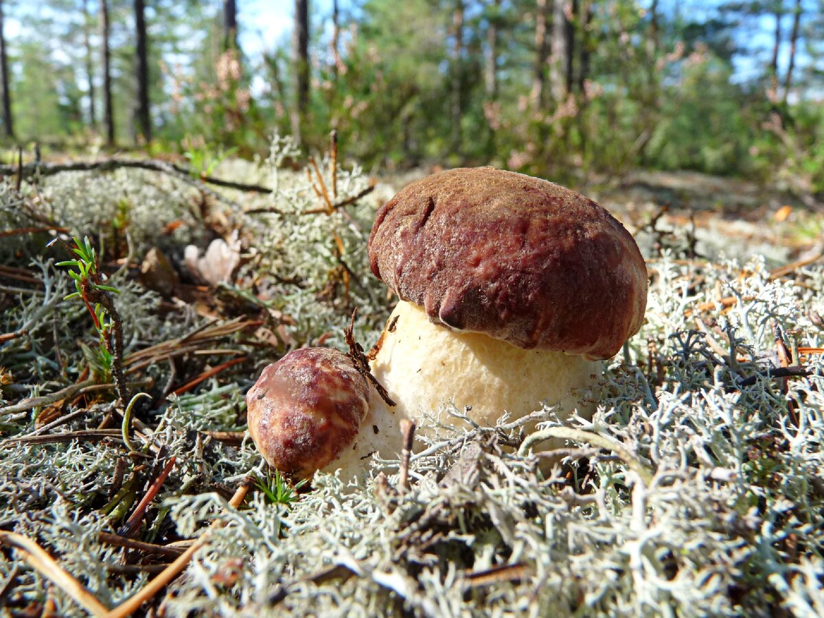 Белые Северные грибы