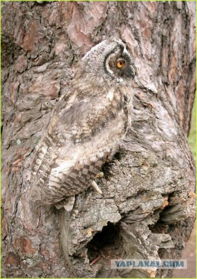 Маскировка over 80-го уровня!