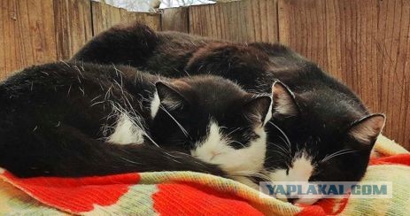 К котовторнику. Пришел жить