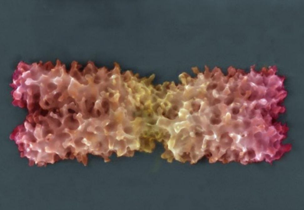 Y chromosomes evolving rapidly MIT News Massachusetts Institute of Technology
