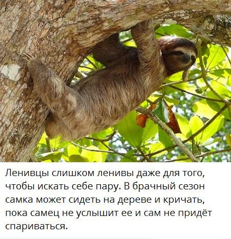 Баги в природе