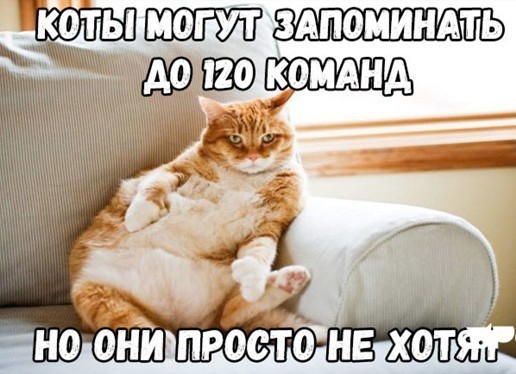 «Говорящий» кот Харитон покоряет соцсети.