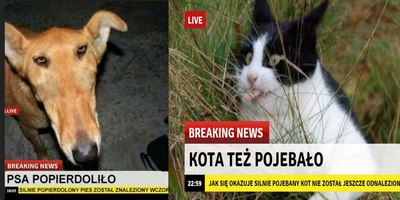 Кота вштырило