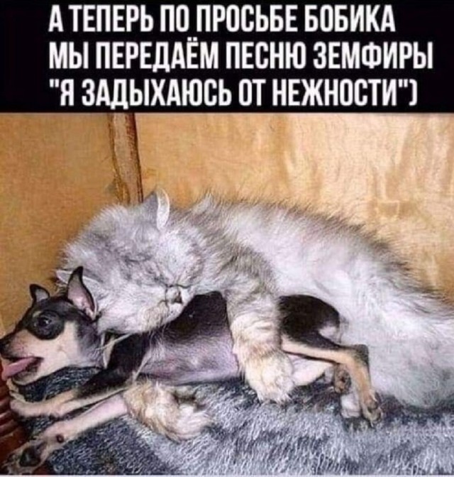 К котовторнику: подборка картинок-баянов с котиками и про котиков. Выпуск 12