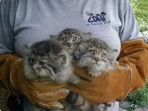 Шесть котят родилось у манула Снежинки в Новосибирском зоопарке!