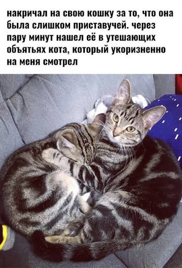 Вторник. Котовторник 28.10.25