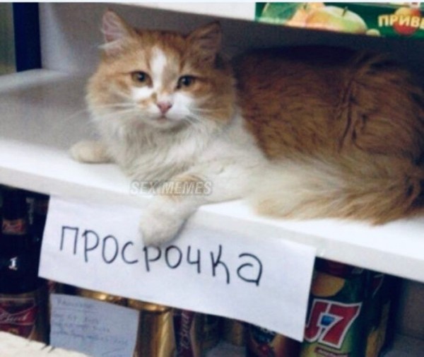 Рыбов продаёте?