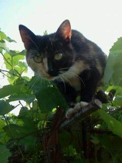 Котовторник   27.08.2013