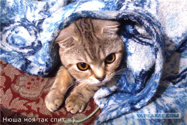 Котовторник  10.12.2013
