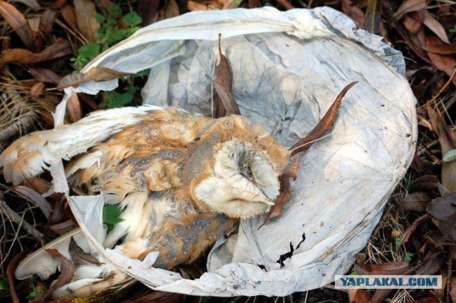 Опоссум попал в западню