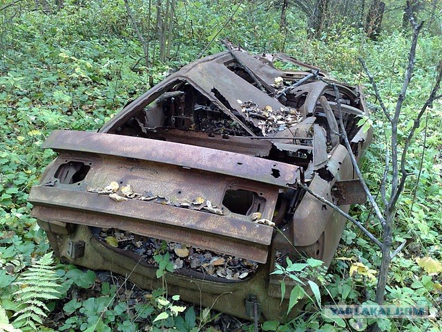 Пошли за грибами в лес, а нашли...