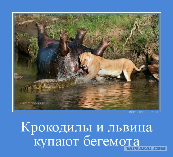 Противостояние львицы и крокодилов