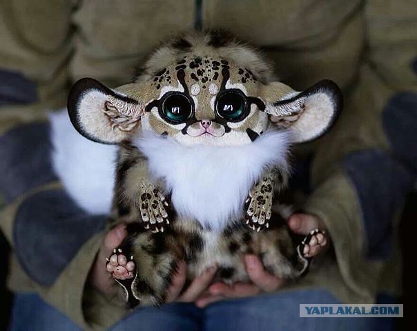 Новый генпрокурор Крыма: секс-символ