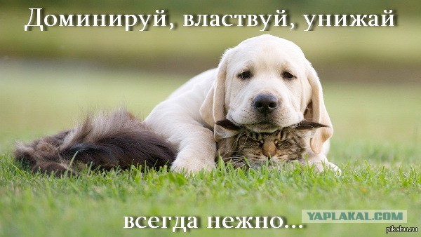 Самые добрые собаки