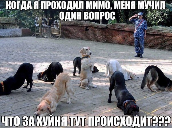 Смешные картинки с подписями 2