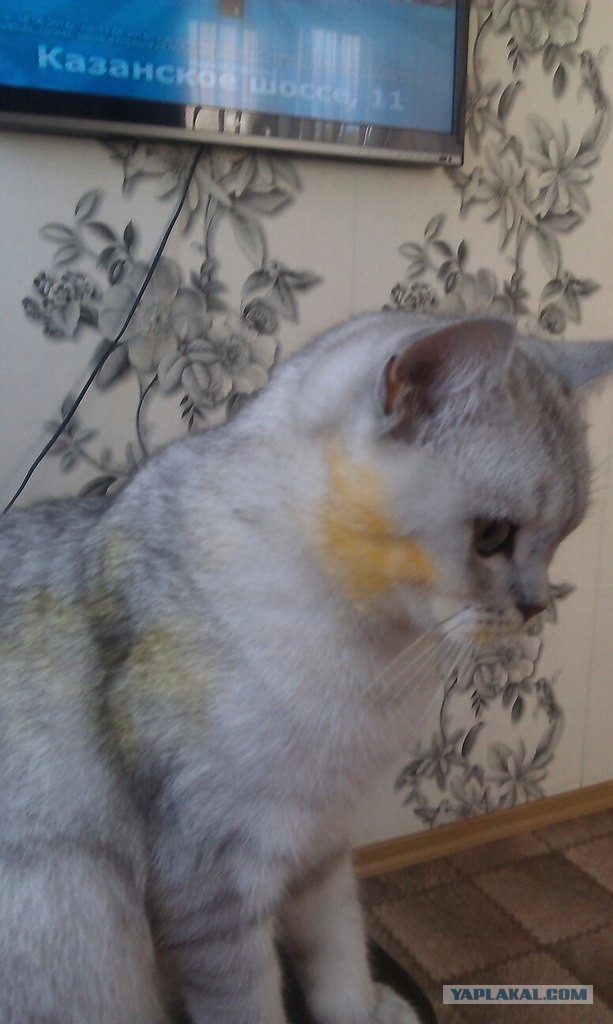 Котовторник 22.07.14