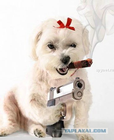Чёрт, чёрт, чёрт!
