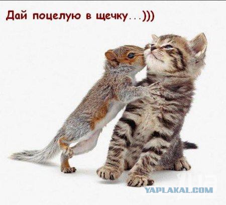 Юкка существует!