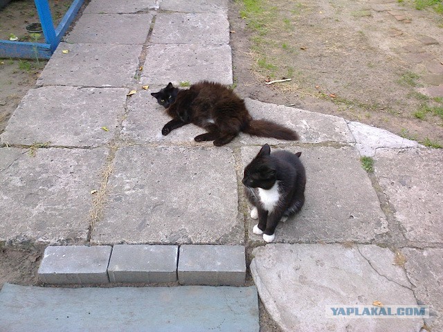 Котовторник 09.09.2014