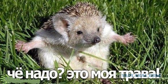 Веселые картинки