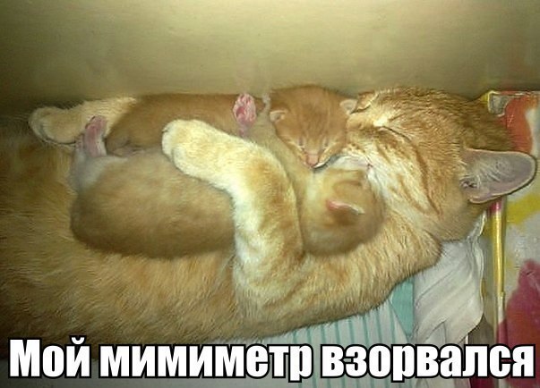 Ужасы и приколы из соцсетей 18+