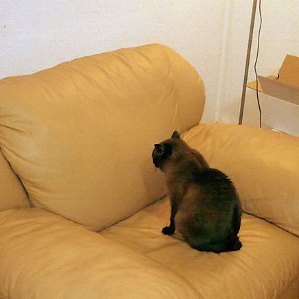 Котовторник 01.12.2015