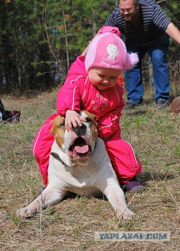 Очень добродушный песик сожрал хозяина