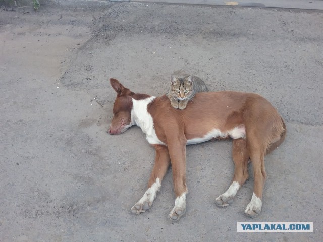 Как собака с кошкой говорили они...