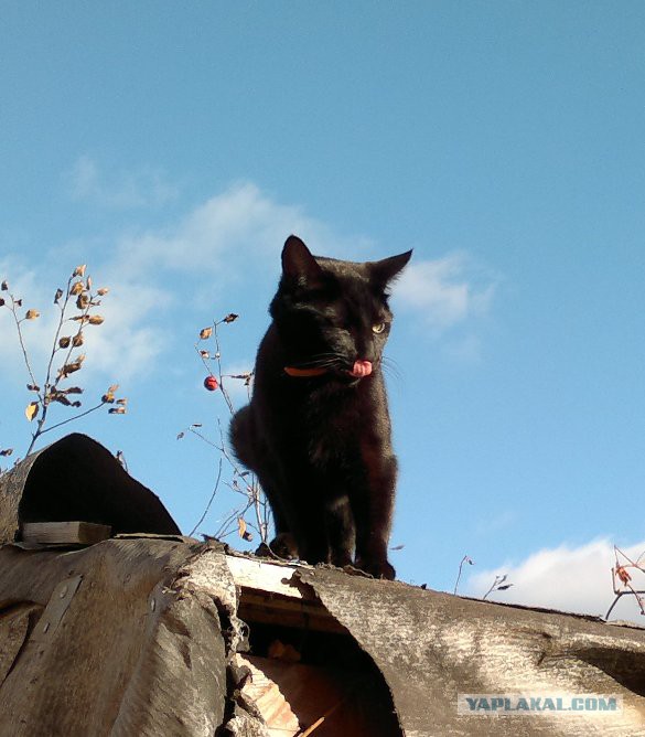 Котовторник 15.12.2015