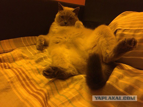 Неправильный кот