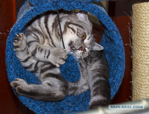 Котооо-о-о-вторник