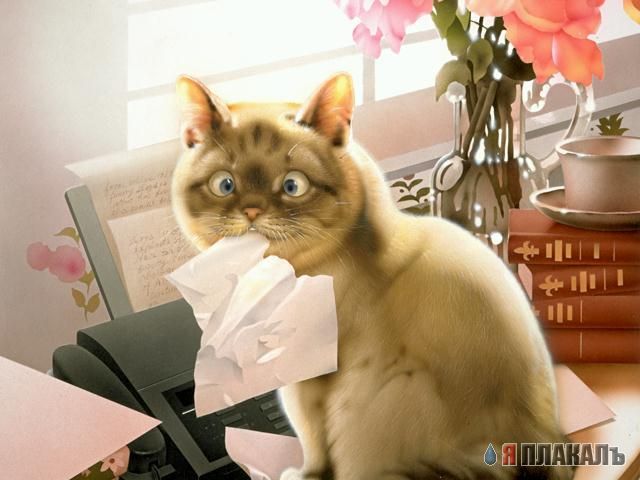 Коты, кошки, котята