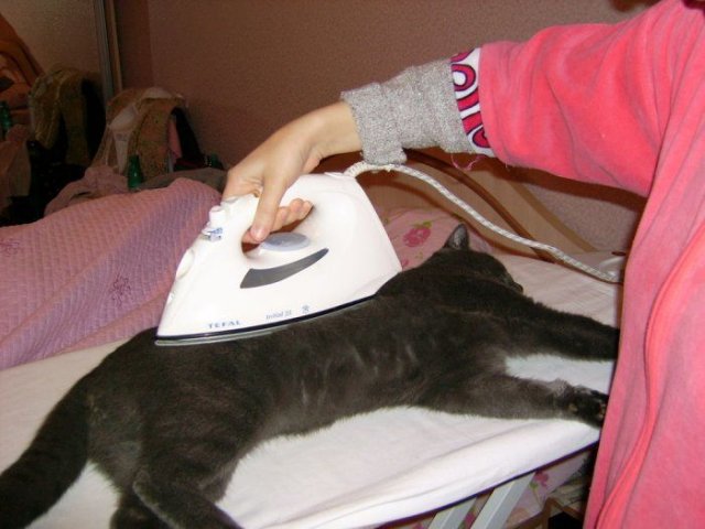 Вторничный котомёт