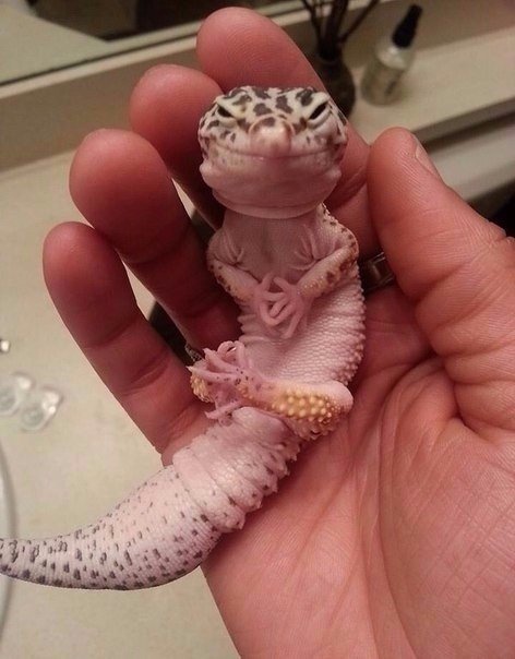 Прикольные животные