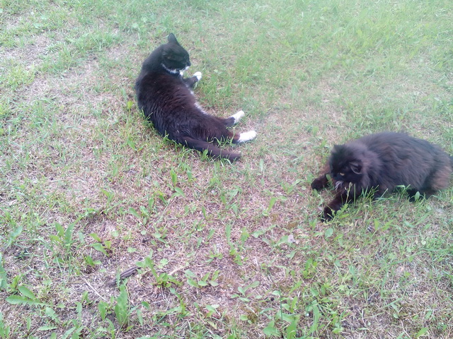 Котовторник 30.08.2016